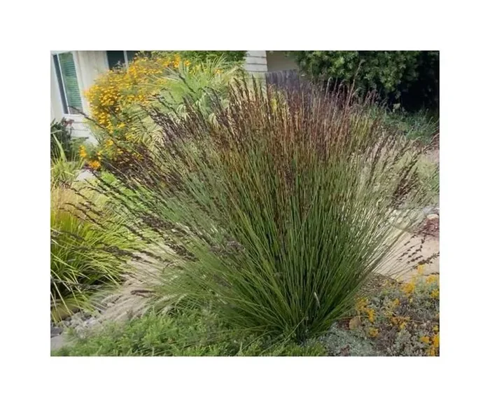 10x Elegia tectorum Gräser Garten Pflanzen – Samen ID555