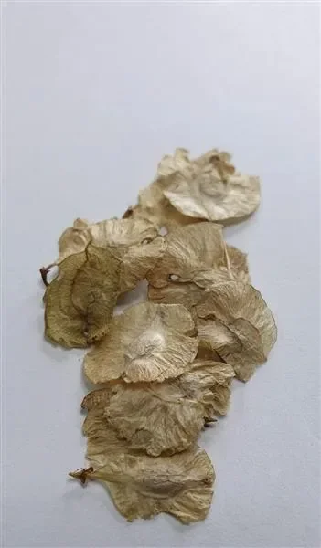 10x Elm Baum Chinesischer Ulmus parvifolia Pflanzen – Samen A220
