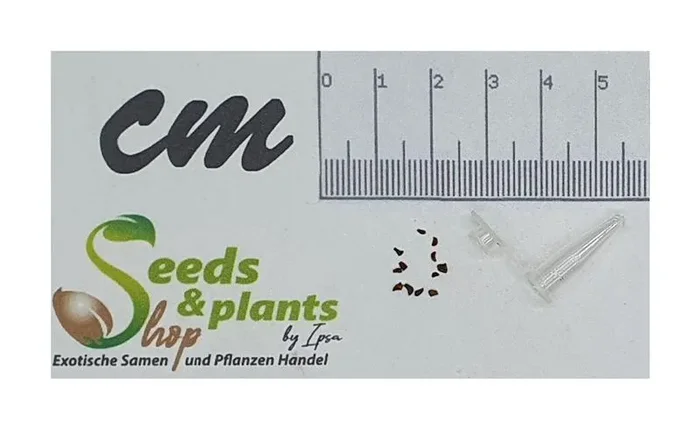 10x Eucalyptus coccifera Baum Garten Pflanzen – Samen ID1292