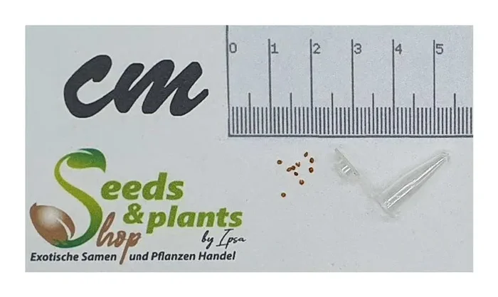 10x Ficus petiolaris Baum Garten Pflanzen – Samen ID1336