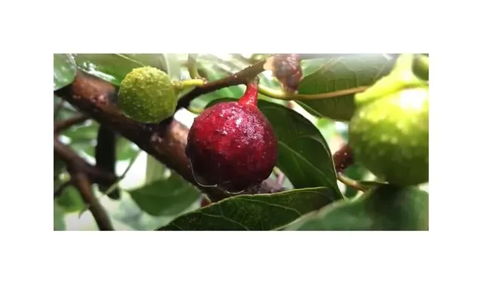 10x Ficus sarmentosa (Ficus foveolata) Baum Garten Pflanzen – Samen ID1339
