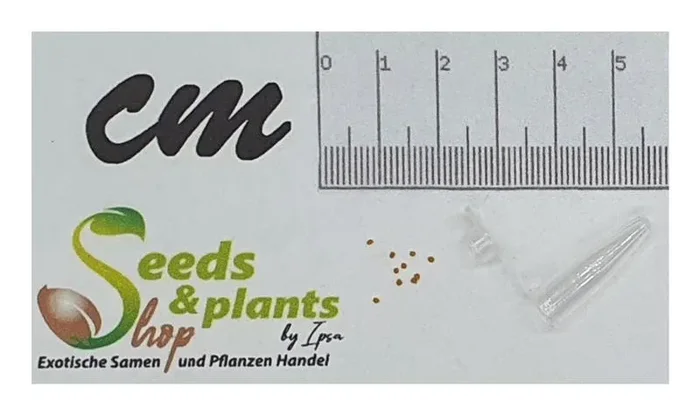 10x Ficus sp. Jungle Fig Baum Garten Pflanzen – Samen ID1340