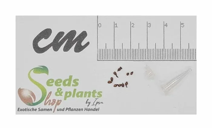 10x Ficus sur Baum Garten Pflanzen – Samen ID1341