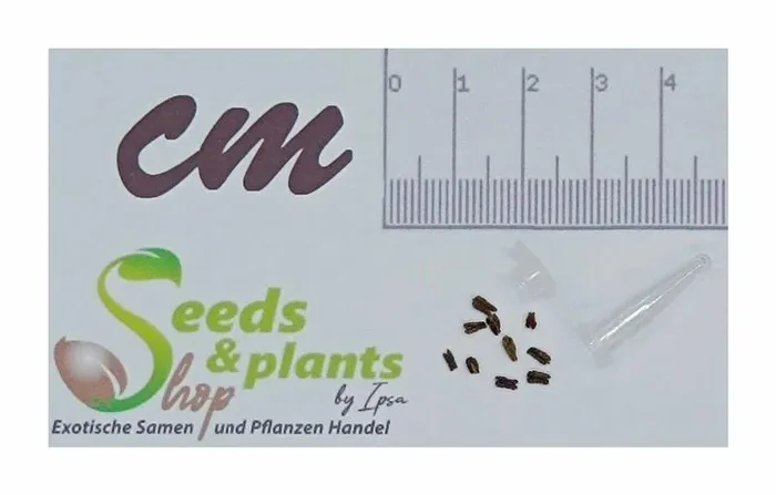 10x Freylinia tropica Strauch Garten Pflanzen – Samen B985