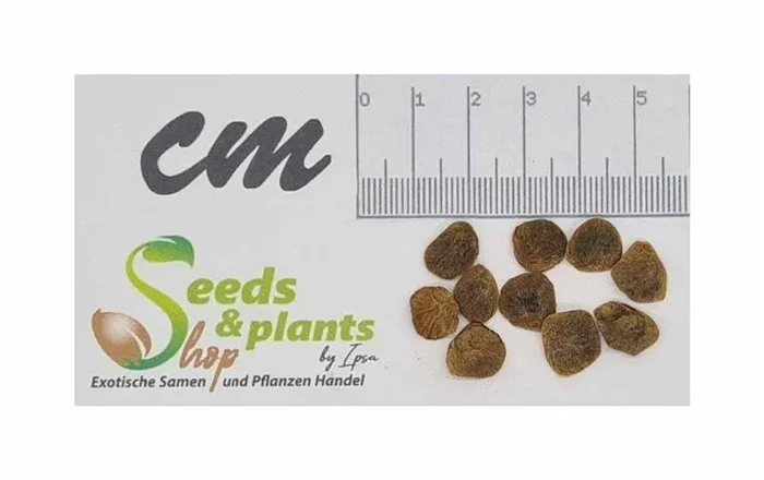 10x Genipa americana Jagua Baum Garten Pflanzen – Samen B990