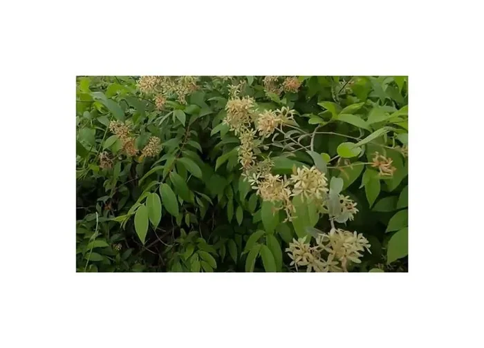 10x Getonia floribunda Ukshi Garten Pflanzen – Samen ID1361