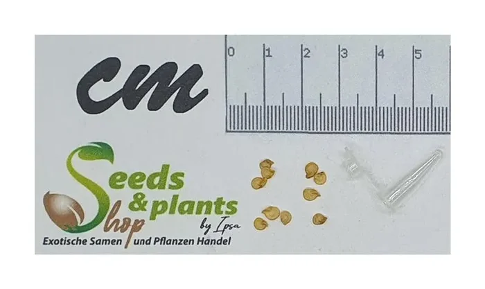 10x Golden Habanero Chili Gemüse Zimmer Garten Pflanzen – Samen B1586