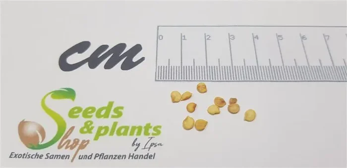 10x Habanero Chili Orange Früchten Gewürz Pflanzen – Samen B912