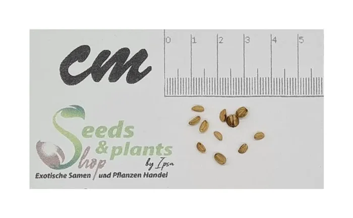 10x Ilex aquifolium – Europäische Stechpalme Garten Pflanzen – Samen ID1839
