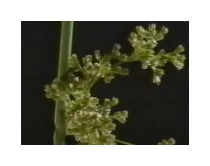 10x Juncus effusus Flatter Binse Gräser Garten Pflanzen – Samen ID588