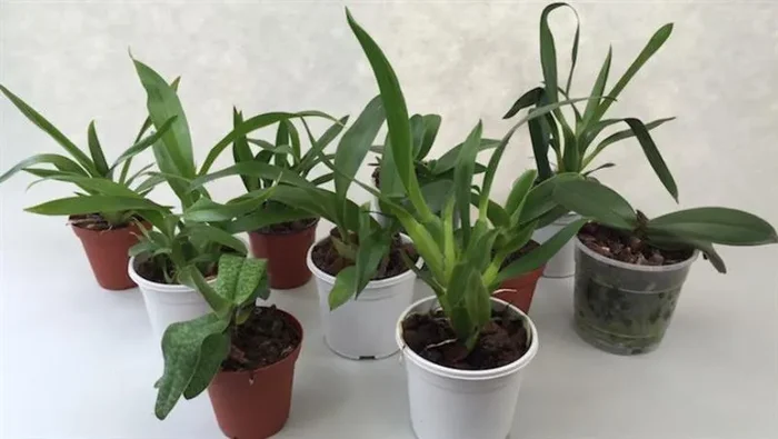 10x Jungpflanzen Spar Paket Orchidee Pflanze OW94
