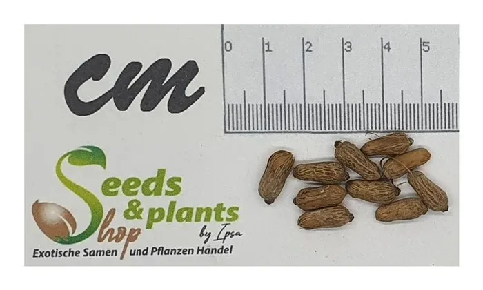 10x Kentiopsis pyriformis Palme Garten Pflanzen – Samen ID412