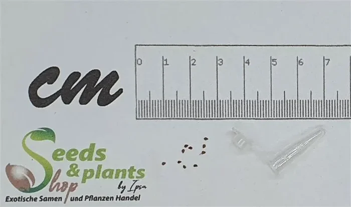 10x Lampranthus multiradiatus Sukkulent Garten Pflanzen – Samen B1678