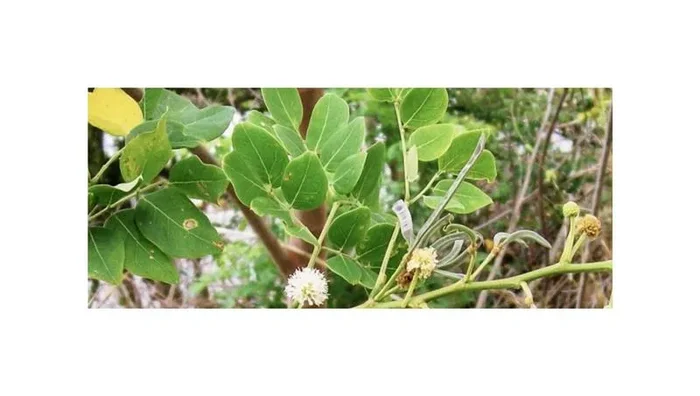 10x Leucaena trichodes Strauch Garten Pflanzen – Samen ID1414