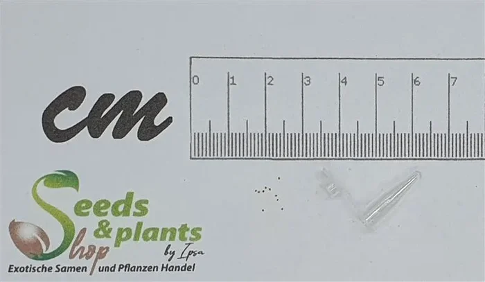 10x Lithops karasmontana Mickbergensis Garten Pflanzen – Samen B1725