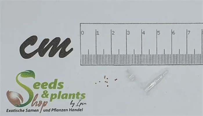 10x Lithops pseudotruncatella Lebender Stein Pflanzen – Samen B2159