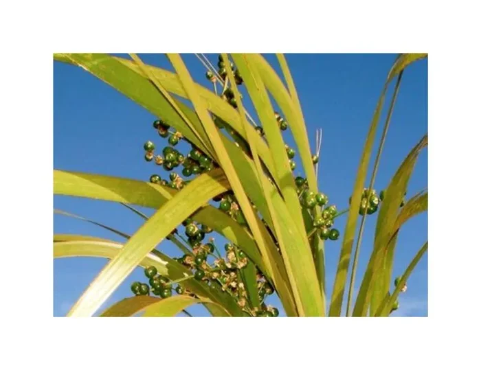 10x Lomandra insularis Strauch Garten Pflanzen – Samen ID984