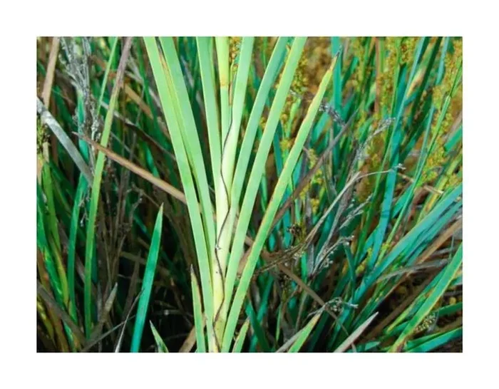 10x Machaerina deplanchei Gräser Garten Pflanzen – Samen ID589