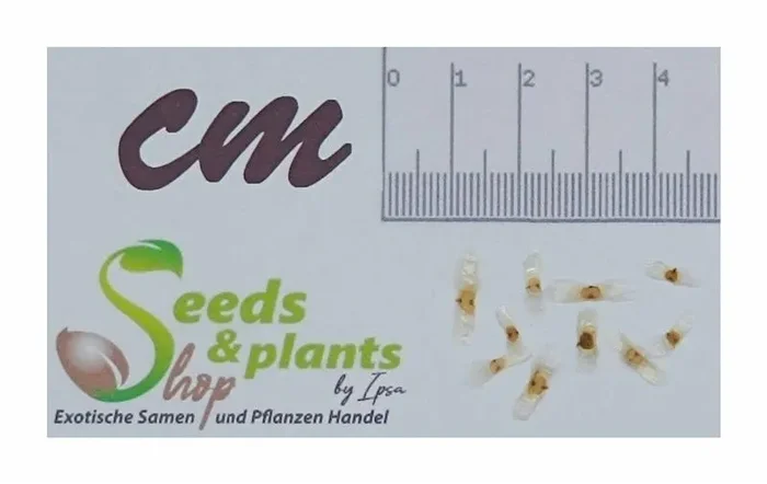 10x Mayodendron igneum Baumjasmin Radermachera ignea Pflanzen – Samen B1341