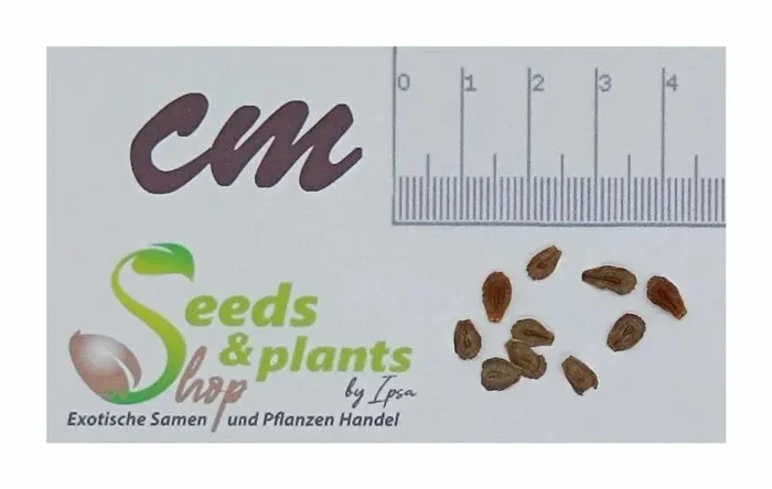 10x Metaplexis japonica Kletterpflanze Garten Pflanzen – Samen B1361