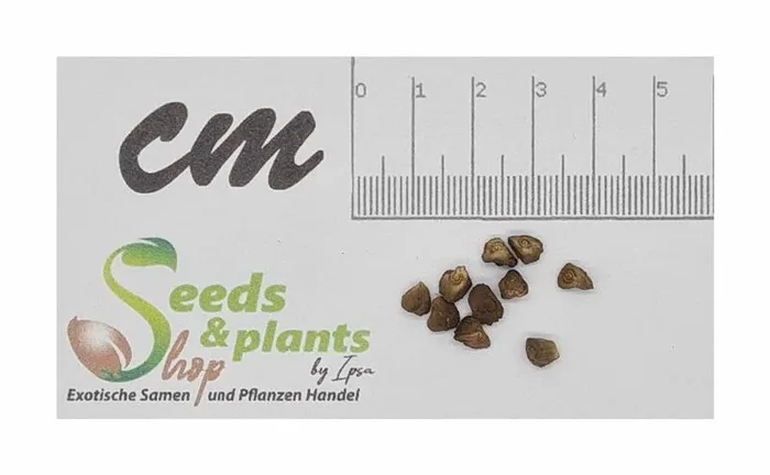 10x Musa bukensis Bananen Garten Pflanzen – Samen ID502