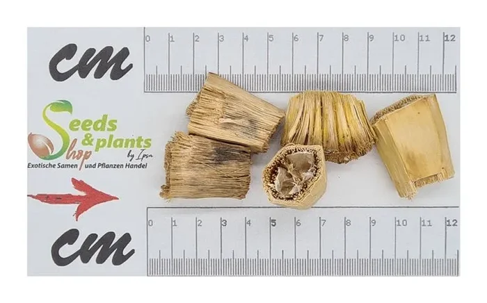 10x Pandanus pancheri Schraubenbäume Garten Pflanzen – Samen ID643
