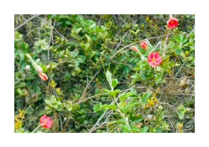 10x Passiflora mixta Kletterpflanze Garten Pflanzen – Samen ID1494