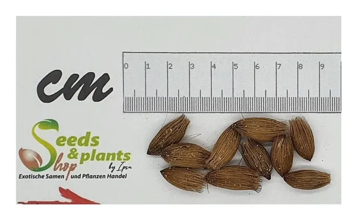 10x Pinanga sylvestris Schokoladenstiel Palme Garten Pflanzen – Samen ID427