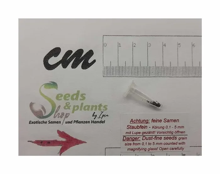 10x Piper lineolatifolium Strauch Garten Pflanzen – Samen ID1021