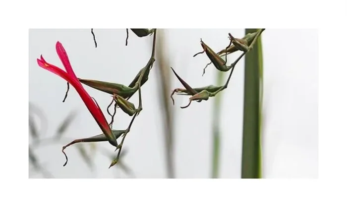 10x Pitcairnia diffusa Palmen Bromelie Garten Pflanzen – Samen ID600