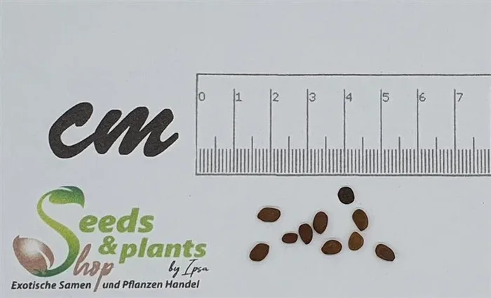 10x Prosopis juliflora Bayahonda Strauch Garten Pflanzen – Samen ID154