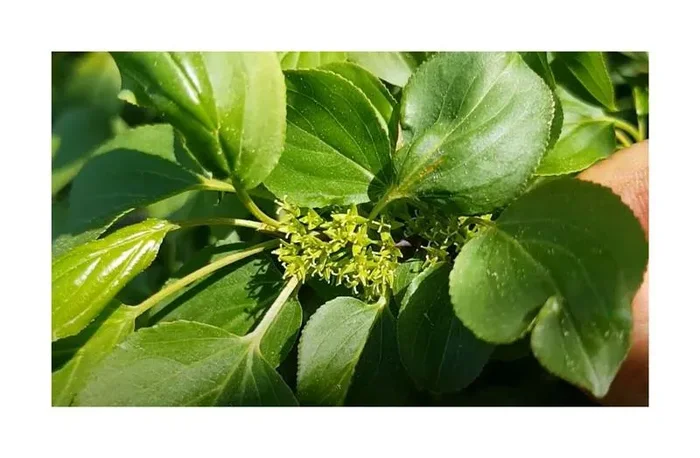 10x Rhamnus cathartica Purgier-Kreuzdorn Strauch Garten Pflanzen – Samen ID1544
