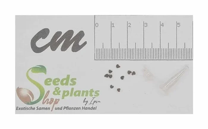 10x Sida cordifolia Sandmalve Garten Pflanzen – Samen ID1581