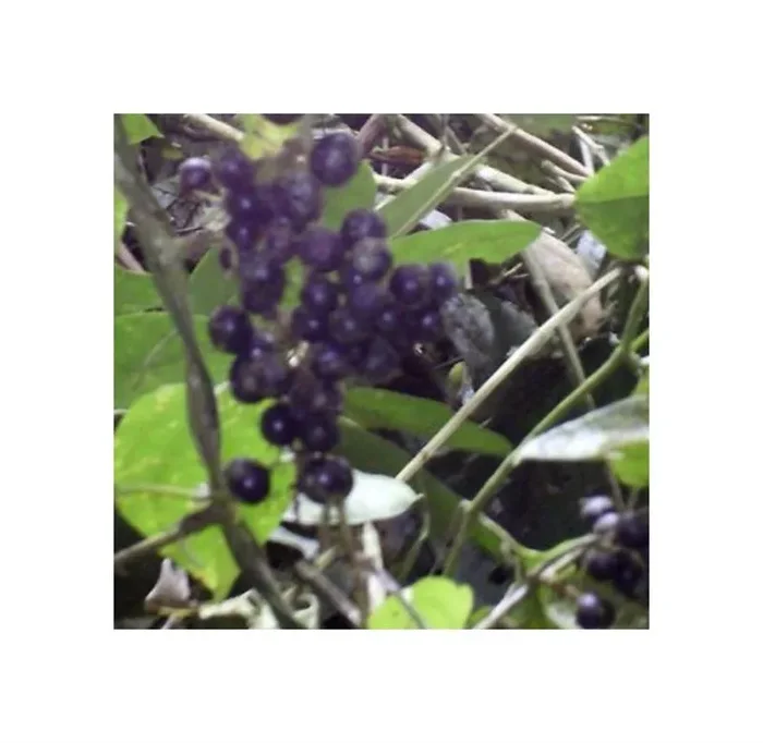 10x Smilax kunthii Kletterpflanze Garten Pflanzen – Samen ID953