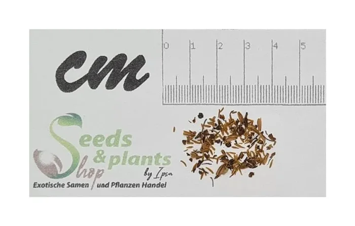10x Sorbaria sorbifolia Sibirische Fiederspiere Garten Pflanzen – Samen ID1590