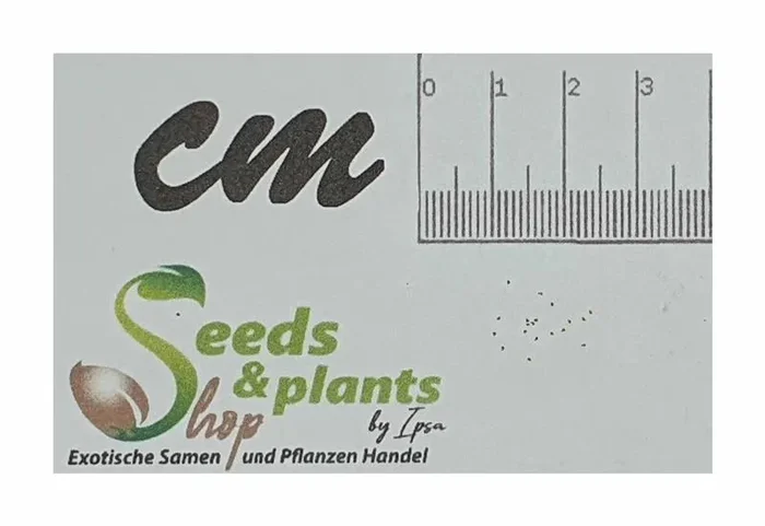 10x Thyrsopteris elegans Baumfarn Garten Pflanzen – Samen B350
