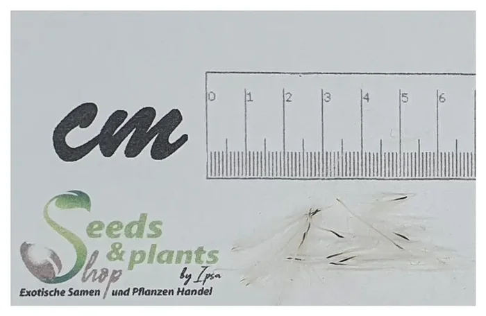 10x Tillandsia utriculata Bromelie Garten Pflanzen – Samen ID631