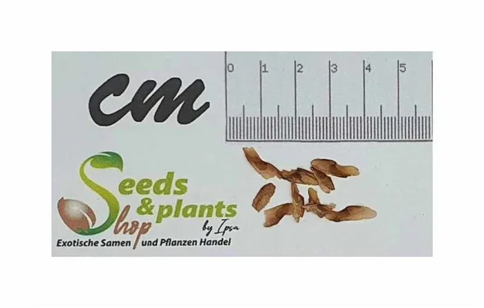 10x Toona ciliata Indischer Mahagoni Cedrela toona Garten Pflanzen Samen ID1615