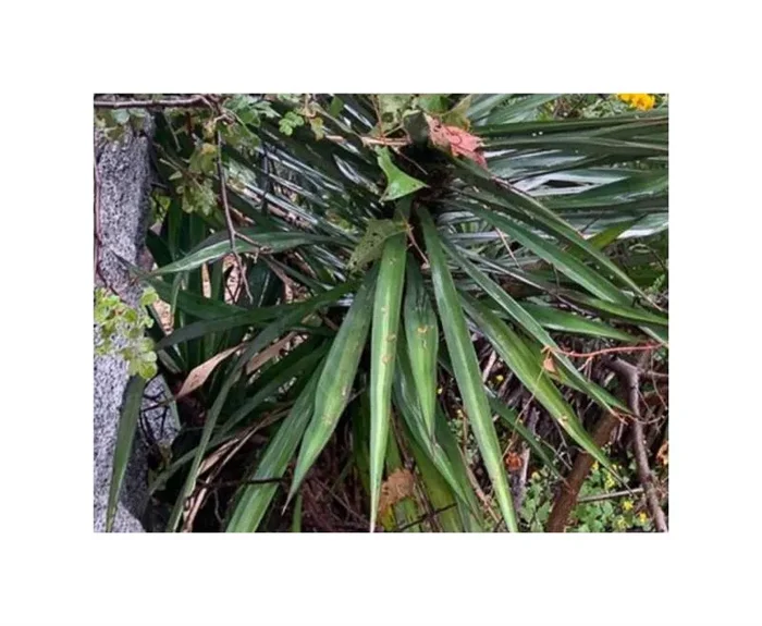 10x Yucca capensis Baum Garten Pflanzen – Samen ID968