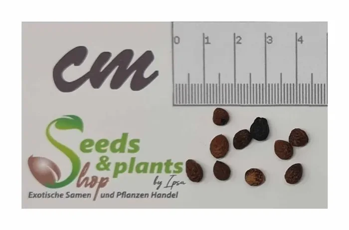 10x Ziziphus oenopolia Strauch Garten Pflanzen – Samen B60