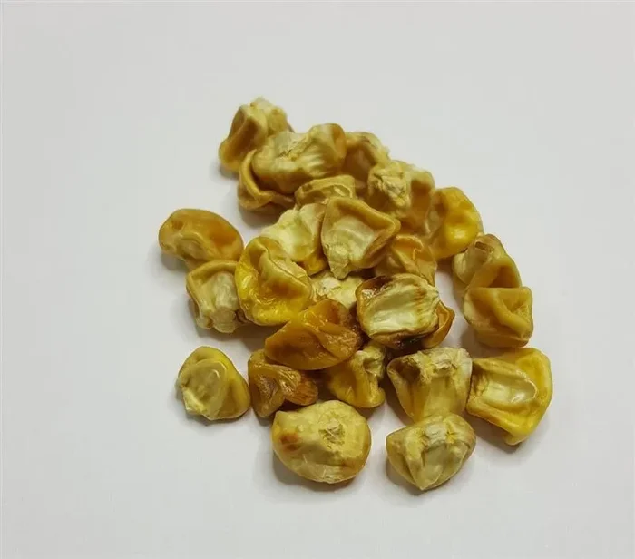 10x Zuckermais Tasty Sweet Trophy F1 Gemüse Pflanzen – Samen KS328