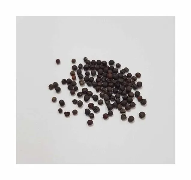 110x Spitzkohl Filderkraut Brassica oleracea Gemüse Pflanzen – Samen K515