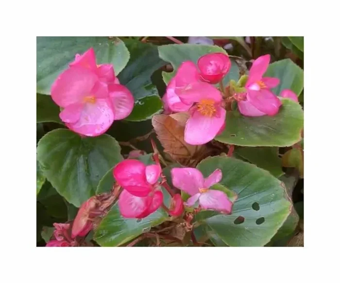 120x Eisbegonien Super Olympia Rosa F1 Garten Pflanzen – Samen F-S698