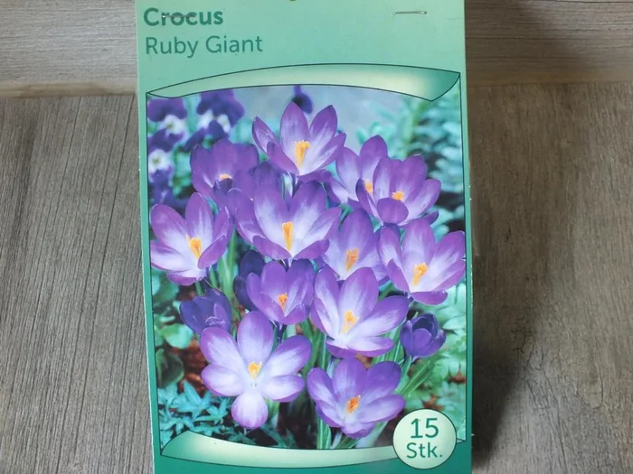 15 Stück XXL Krokusse Ruby Giant Blumenzwiebeln – winterharter Pflanzen für Garten und Balkon -mehrjährig – für Topf und Beet