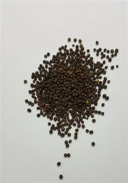 150x Grünkohl Nero di Toscana Black Tuscany EKO Gemüse Pflanzen – Samen K130