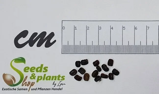15x Clitoria ternatea blau Schmetterlingserbse Pflanzen – Samen ID26