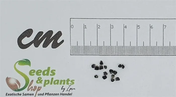 15x Hellenia speciosa Krepp Ingwer Garten Pflanzen – Samen A304