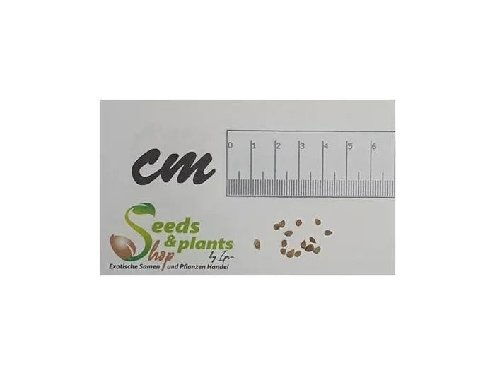 15x Tomate Gartenperle rot aromatisch klein Cocktailtomate Samen B386