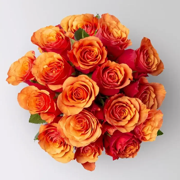 17 orange/rote Rosen ‚Espana‘