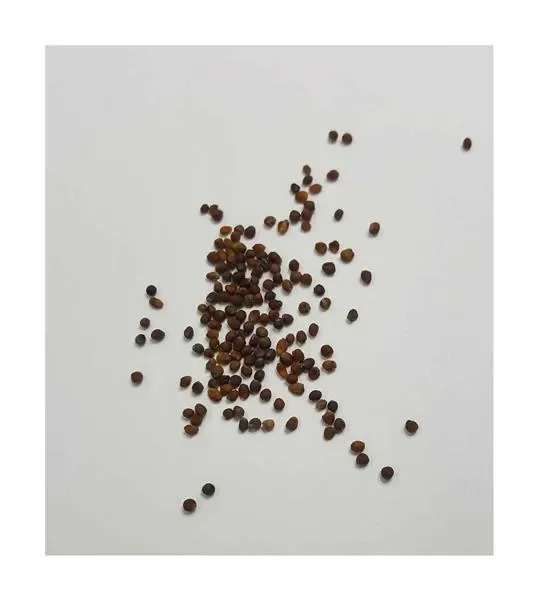 190x Blumenkohl Walcheren Winter 5 Gemüse Garten Pflanzen – Samen K140